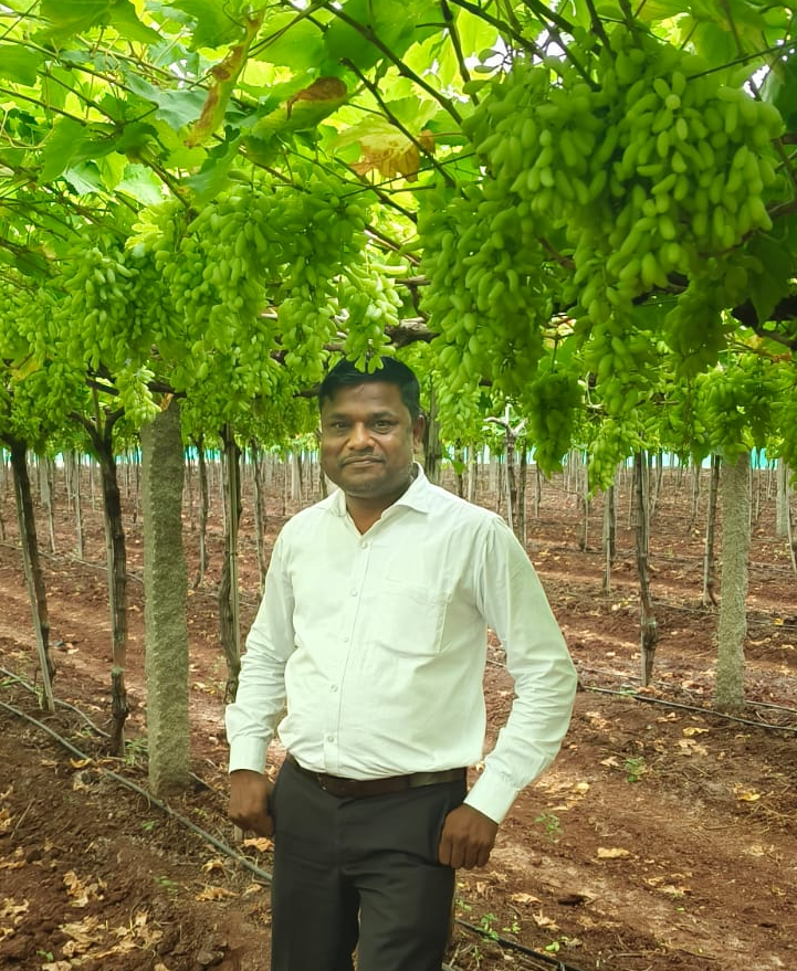 Grapes